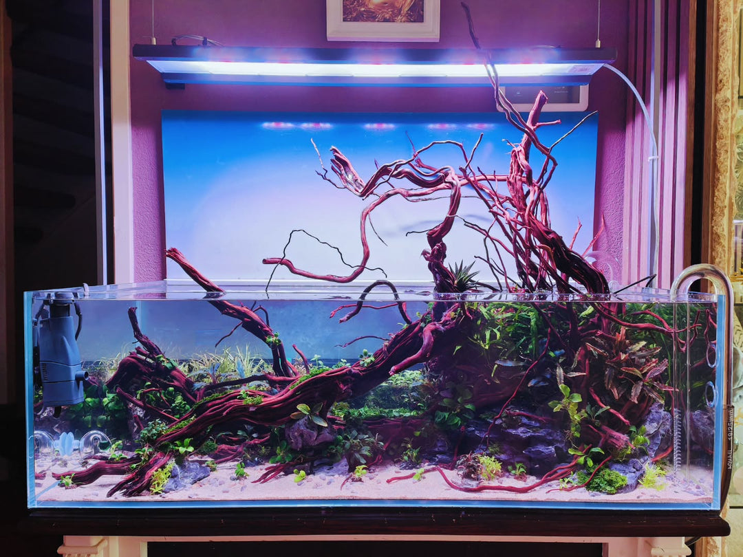 Instagram-inlägg av @aquascapebarendrecht