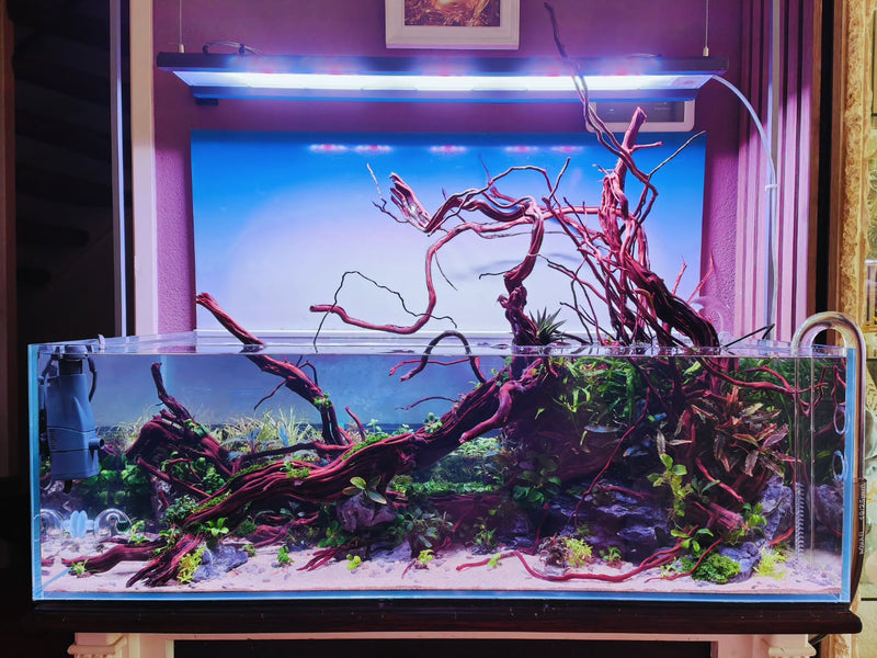 Instagram-inlägg av @aquascapebarendrecht