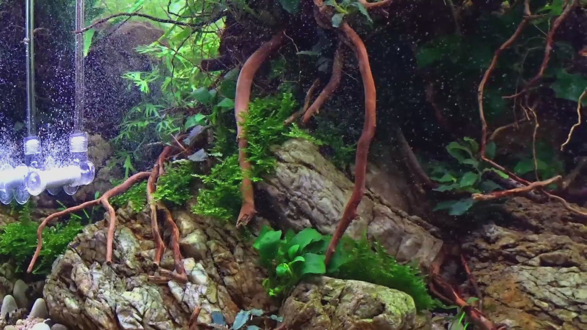 Load video: Bubbles like dust: Bazooka in-tank and inline diffusers turn CO2 into a fine mist